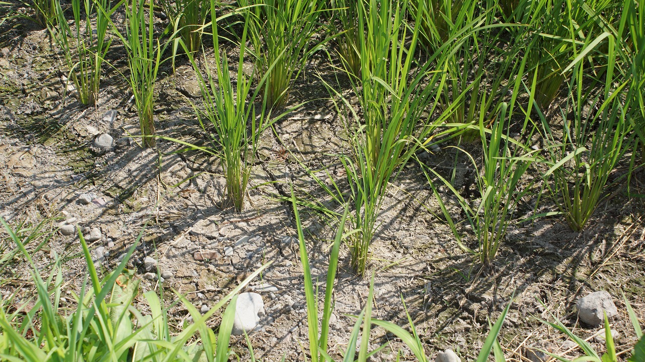 「中干し」を行う様子